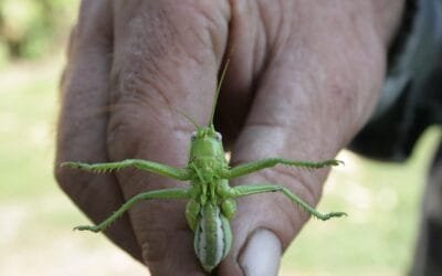 Prevención de Plagas en Florida: Todo lo Que Debes Saber