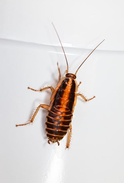 cucaracha 1