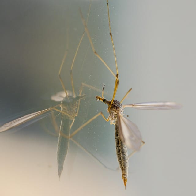 mosquito en espejo