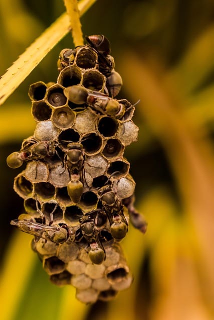 panal de abejas
